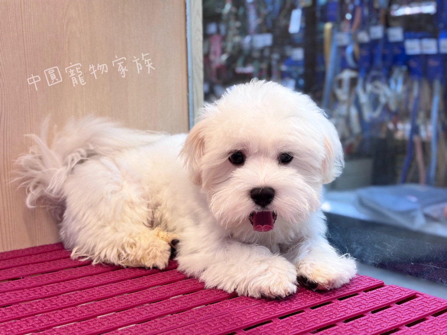 中圓寵物家族／白色瑪爾濟斯