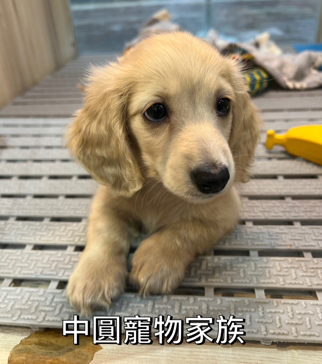 中圓寵物家族／長毛臘腸犬