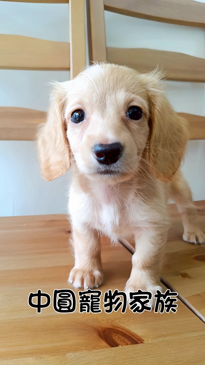 中圓寵物家族／奶黃長毛臘腸