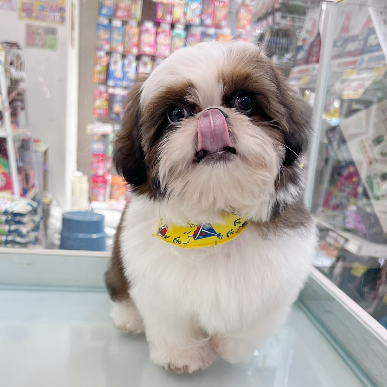 中圓寵物家族／雙色西施犬