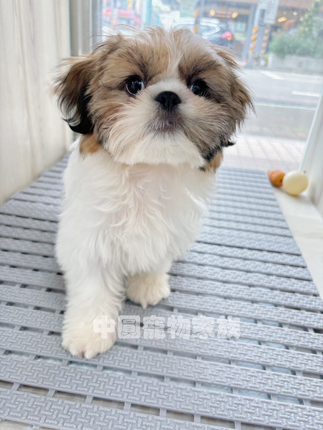 中圓寵物家族／雙色西施犬