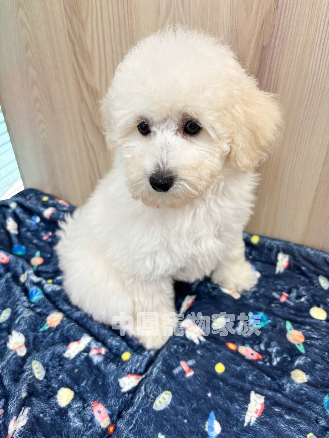 中圓寵物家族／白色貴賓犬