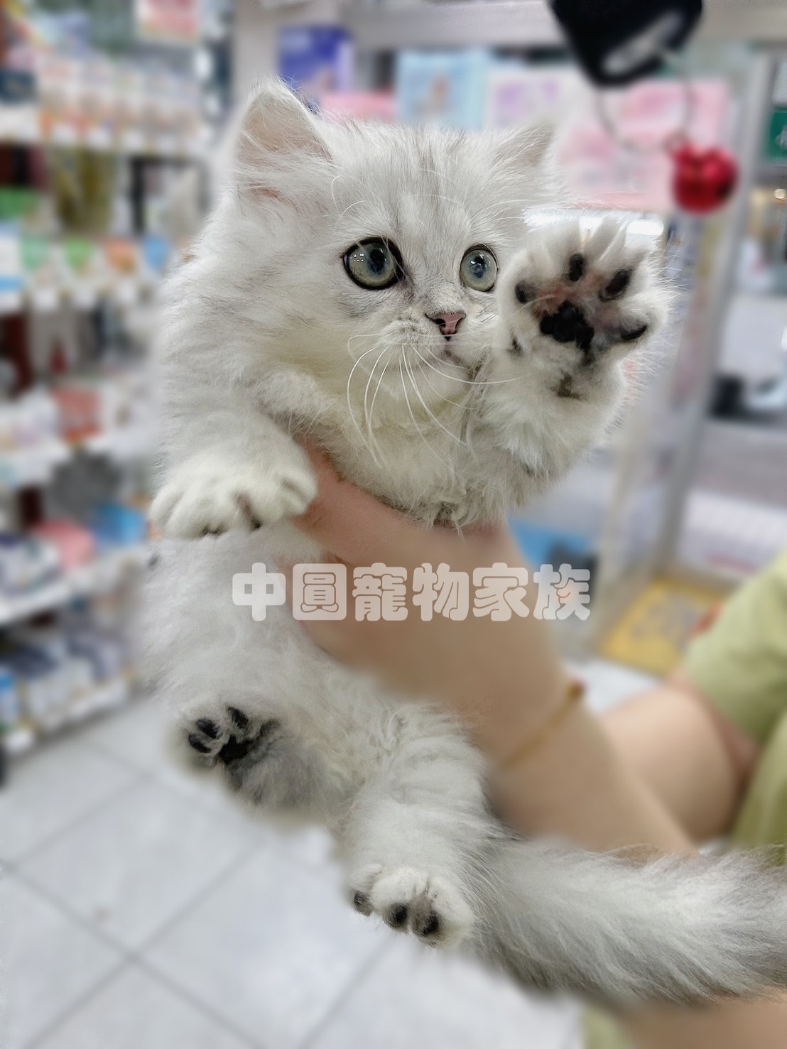 中圓寵物家族／銀漸層小步舞曲