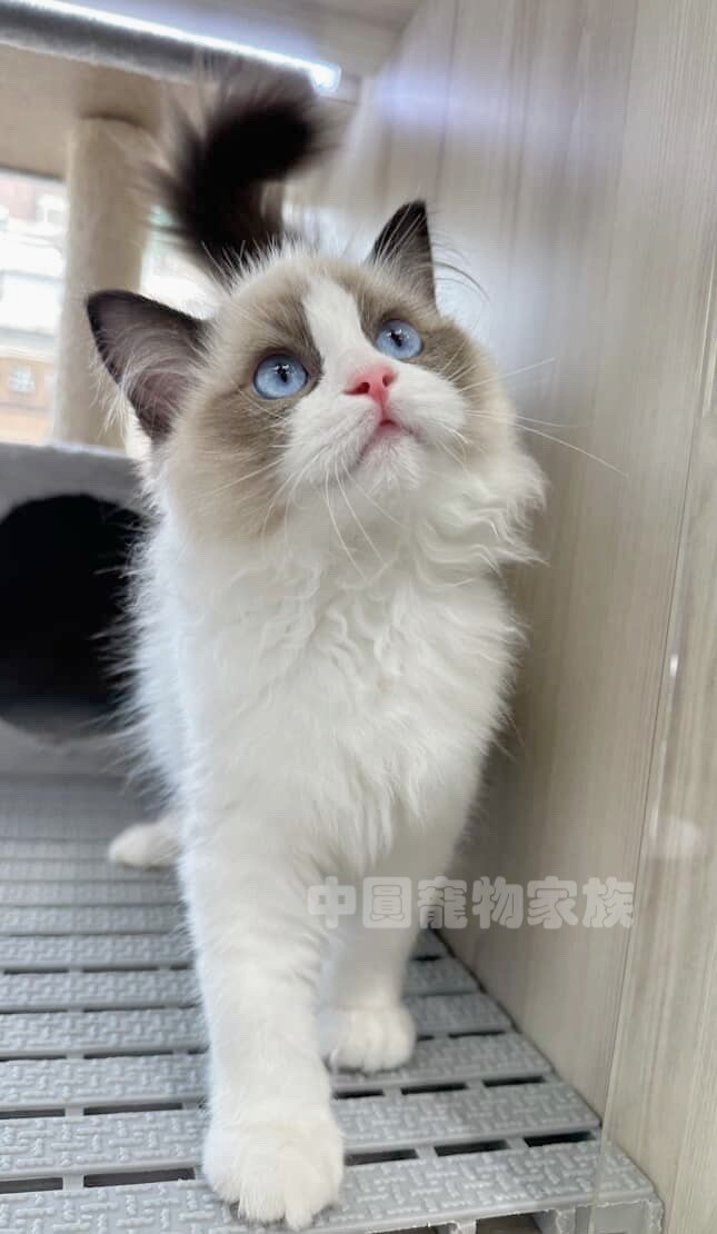 中圓寵物家族／海豹雙色布偶貓