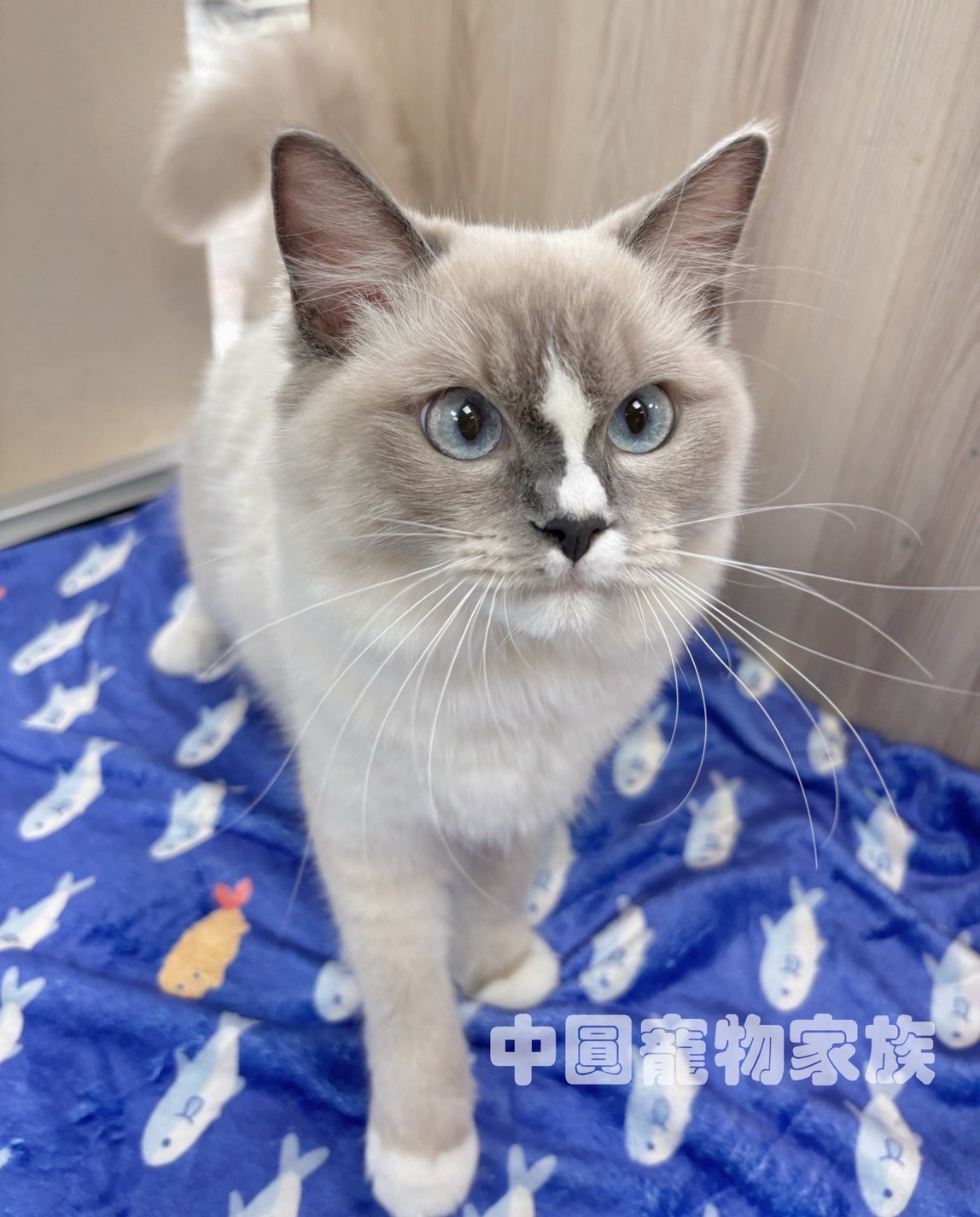 中圓寵物家族／藍手套布偶