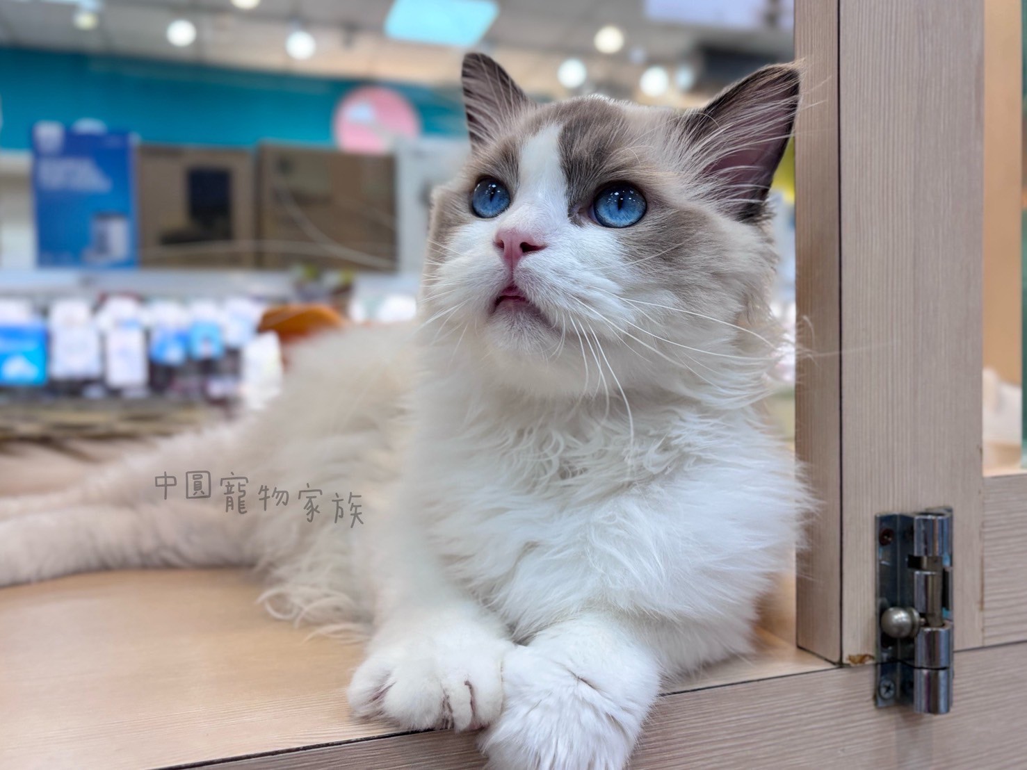 中圓寵物家族／藍雙色布偶貓