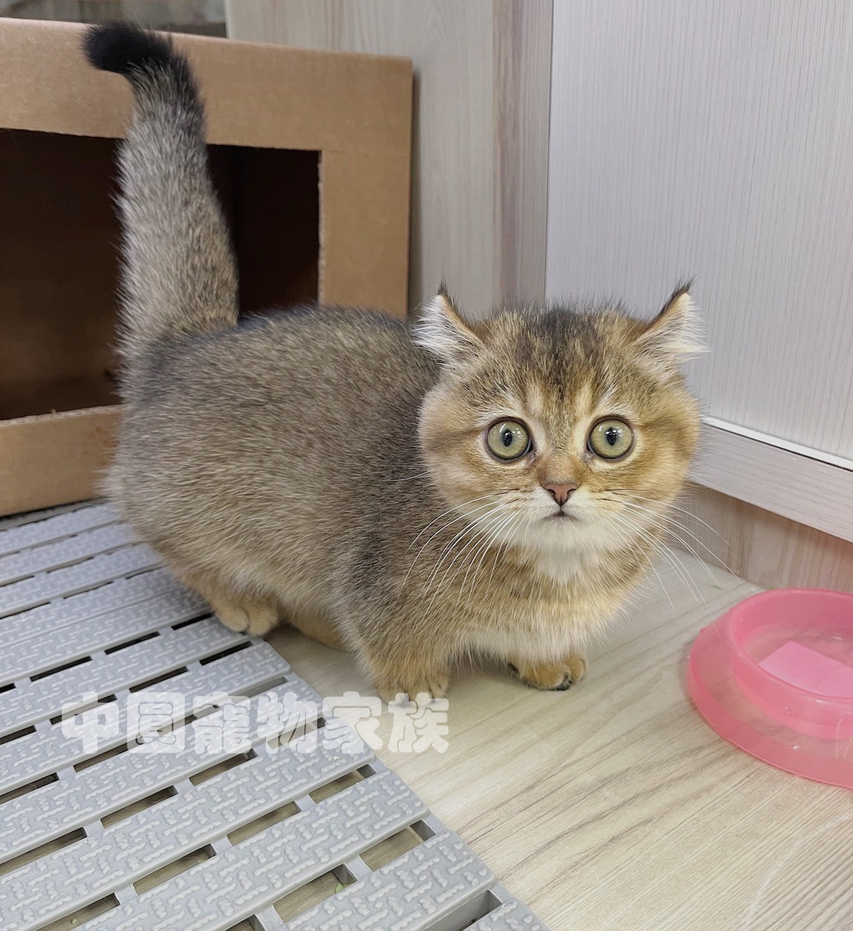 中圓寵物家族／黑金漸層曼赤肯