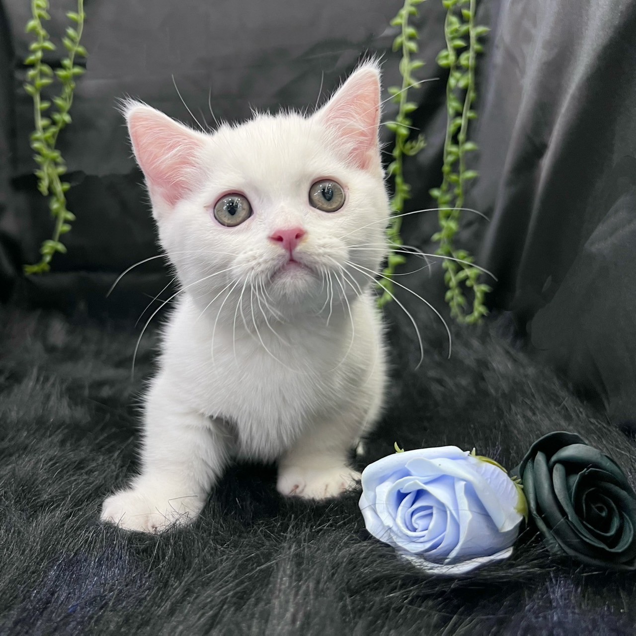 中圓寵物家族／白色曼赤肯