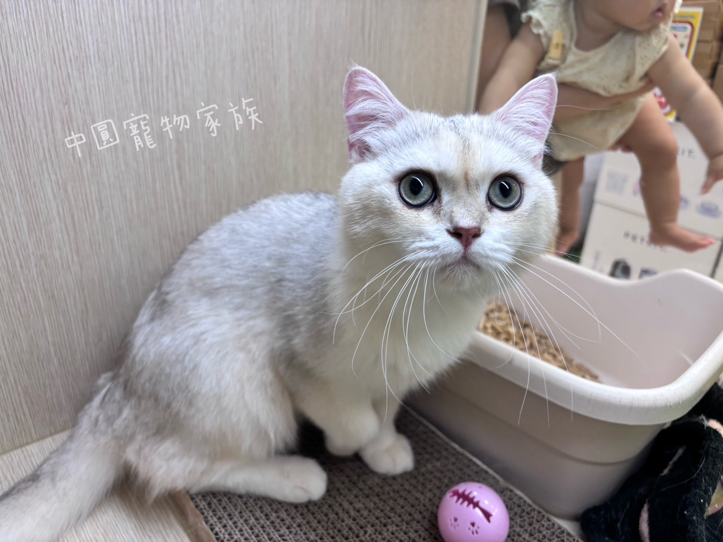 中圓寵物家族／銀漸層英國短毛貓