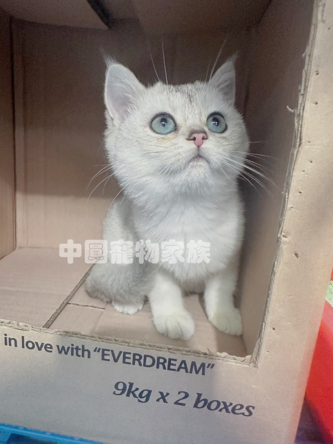 中圓寵物家族／銀漸層英國短毛貓