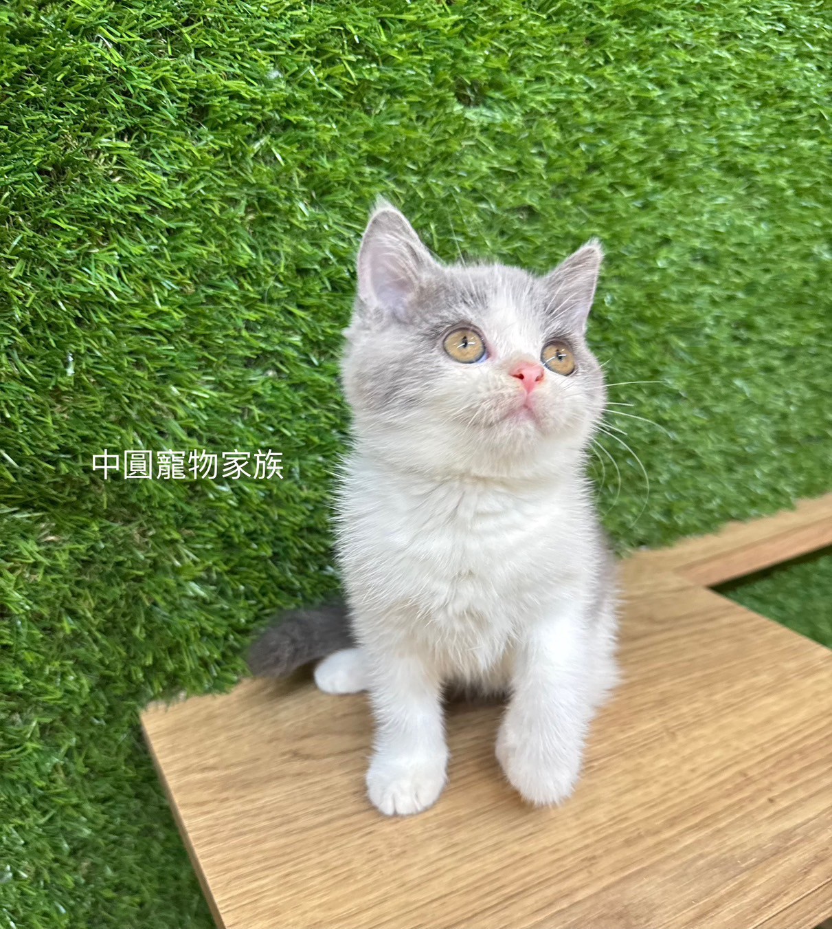 中圓寵物家族／藍白英國短毛貓