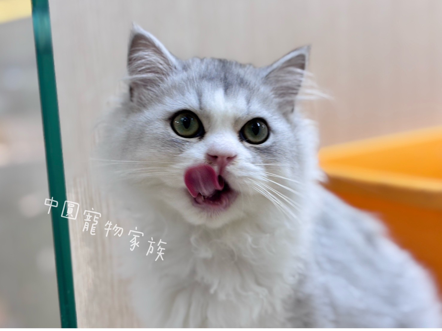 中圓寵物家族／銀白色英國長毛貓