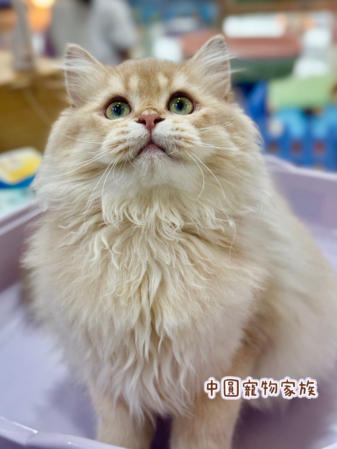 中圓寵物家族／紫金漸層英國長毛貓