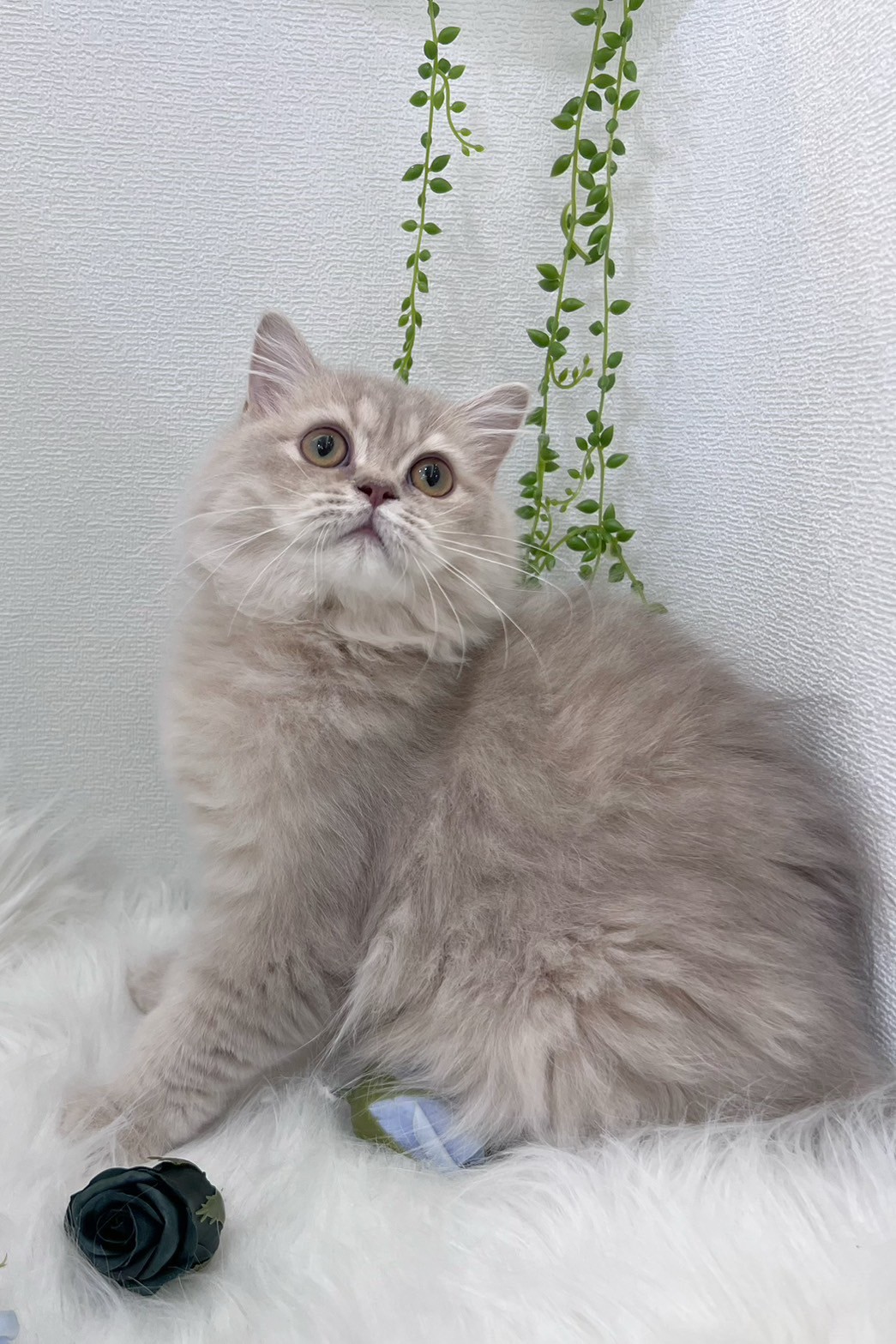 中圓寵物家族／紫金漸層英國長毛貓