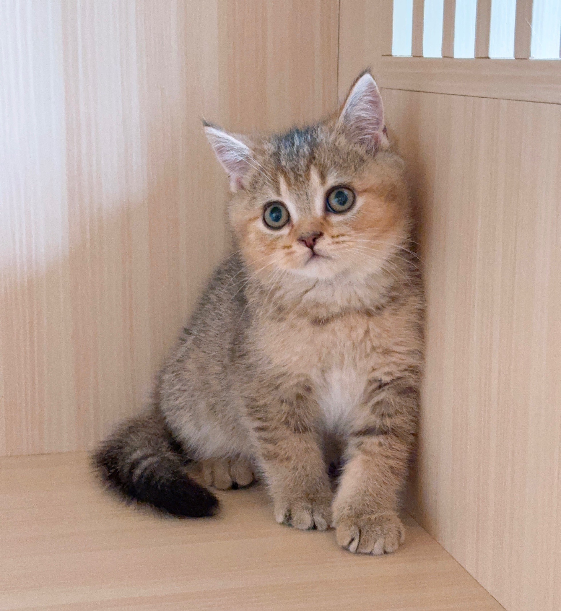 小東尼英短貓舍／黑金漸層英國短毛貓