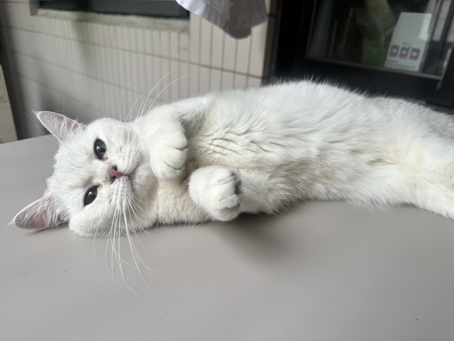 天使貓園／銀漸層英國短毛貓