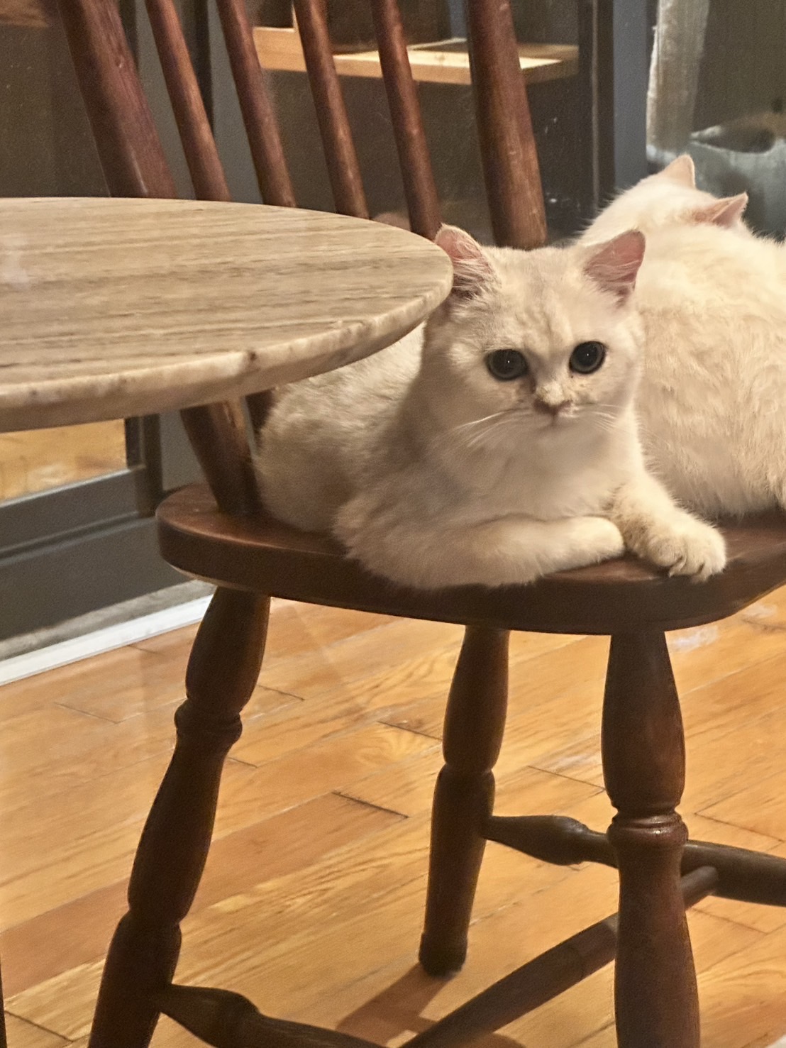 天使貓園／銀漸層英國短毛貓