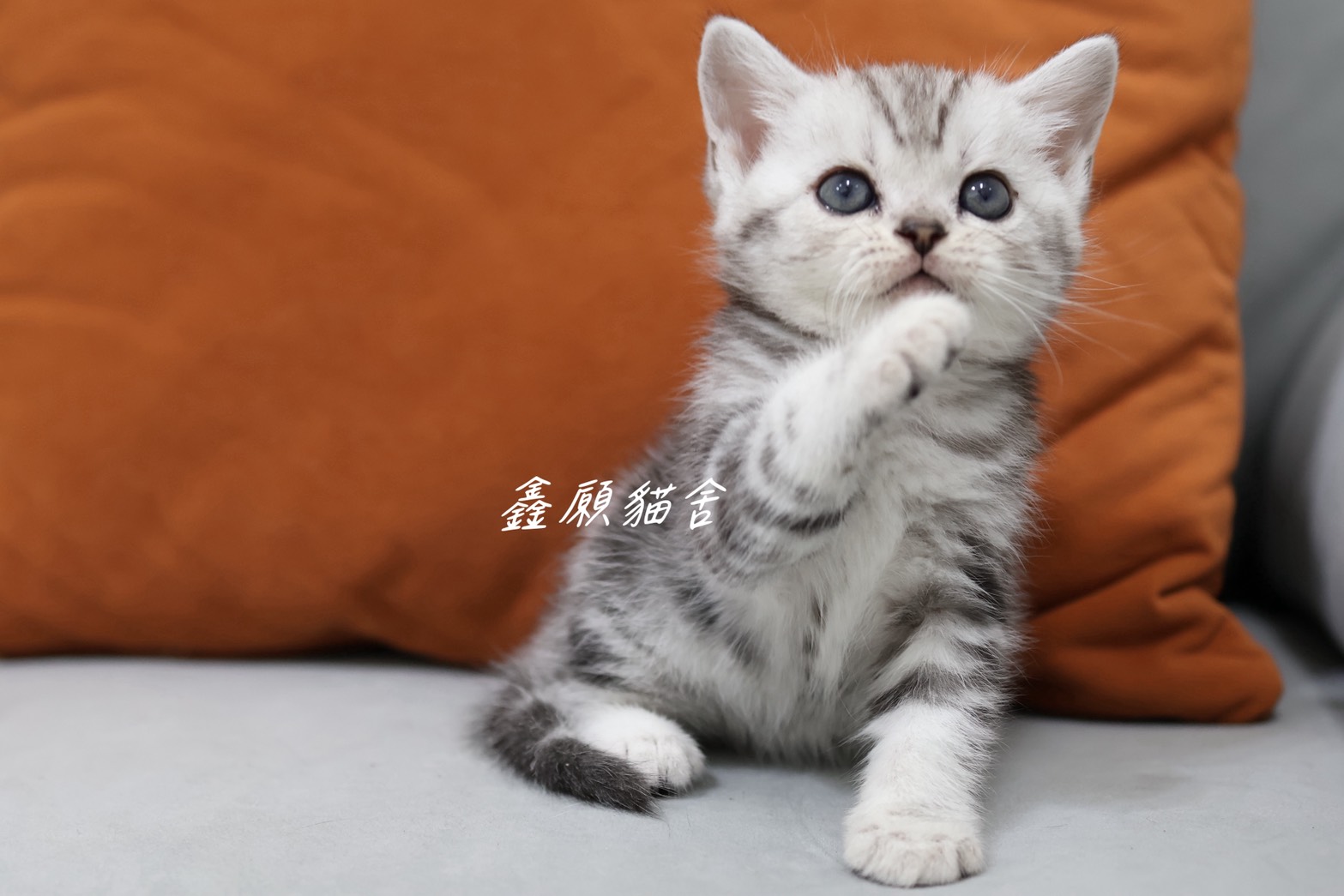 鑫願貓舍／銀黑螺旋紋美國短毛貓