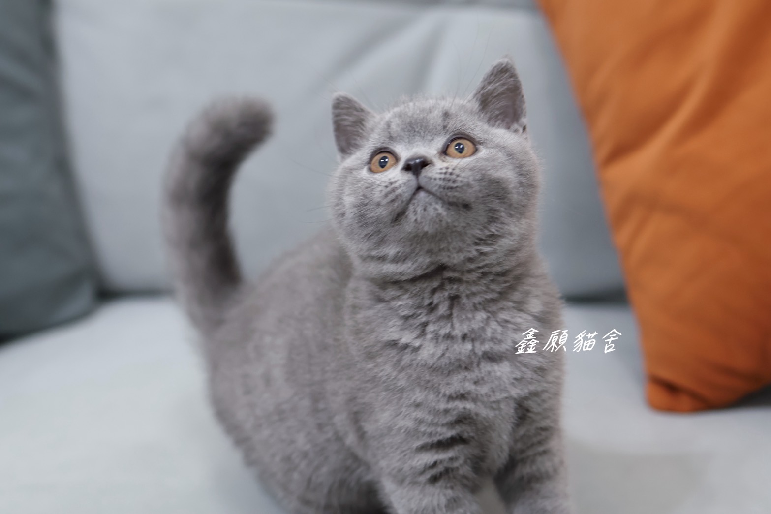 鑫願貓舍／藍色英國短毛貓