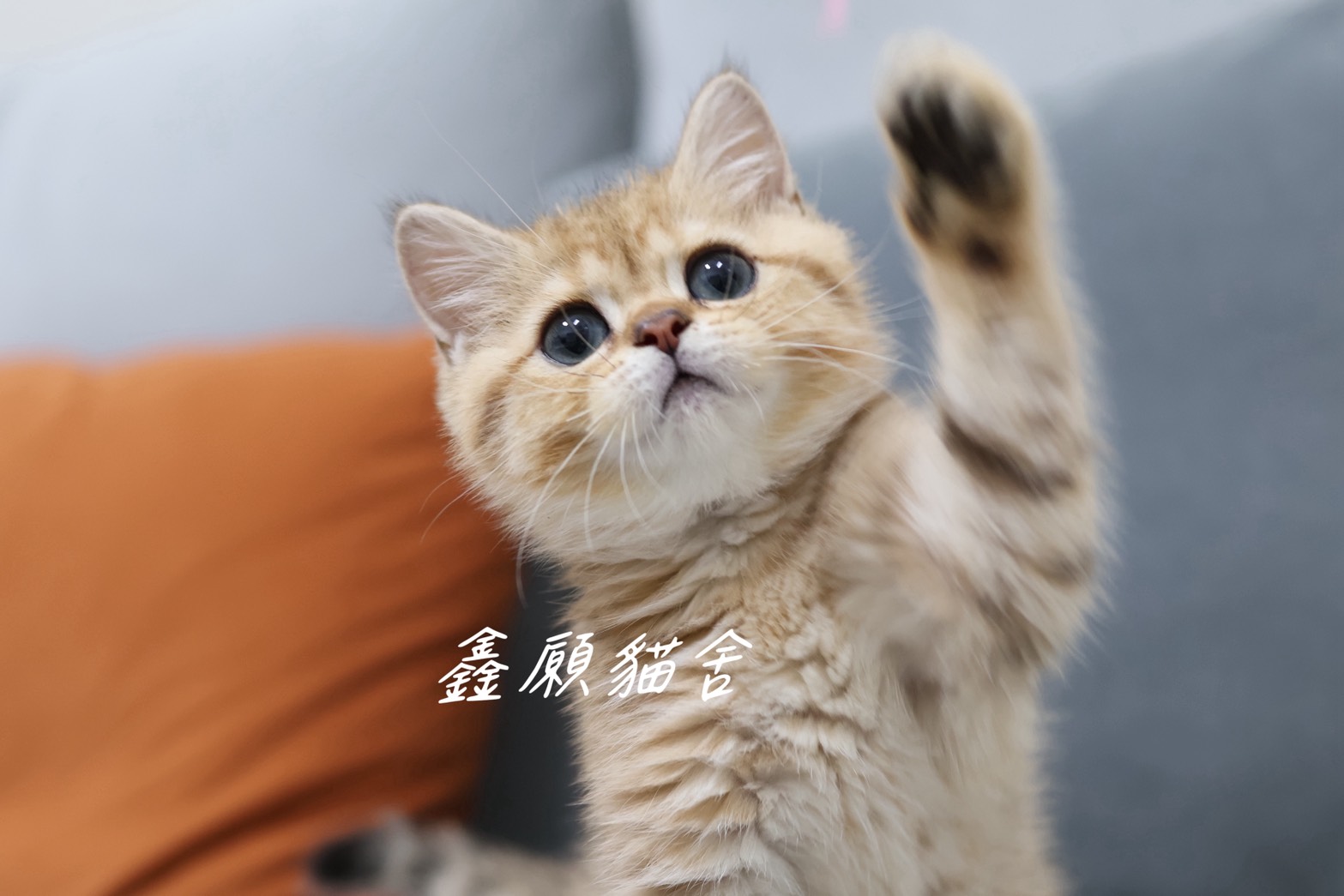 鑫願貓舍／金虎斑紋英國短毛貓