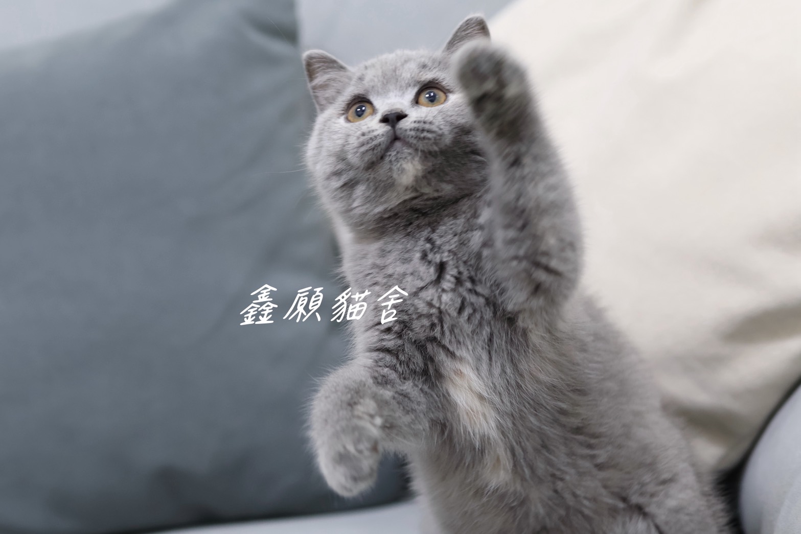 鑫願貓舍／藍奶油色英國短毛貓