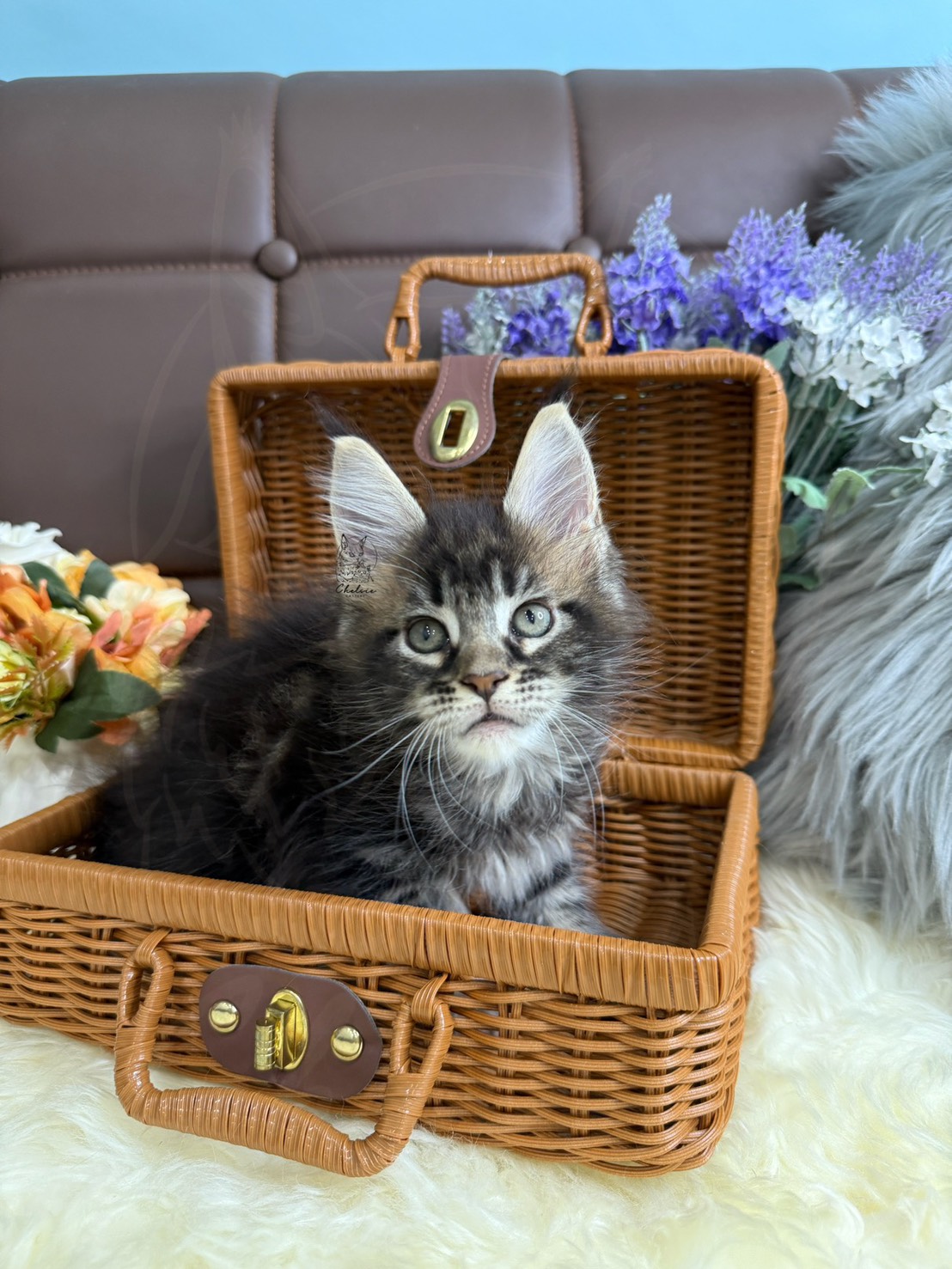 雀而喜貓舍／虎斑玳瑁緬因貓