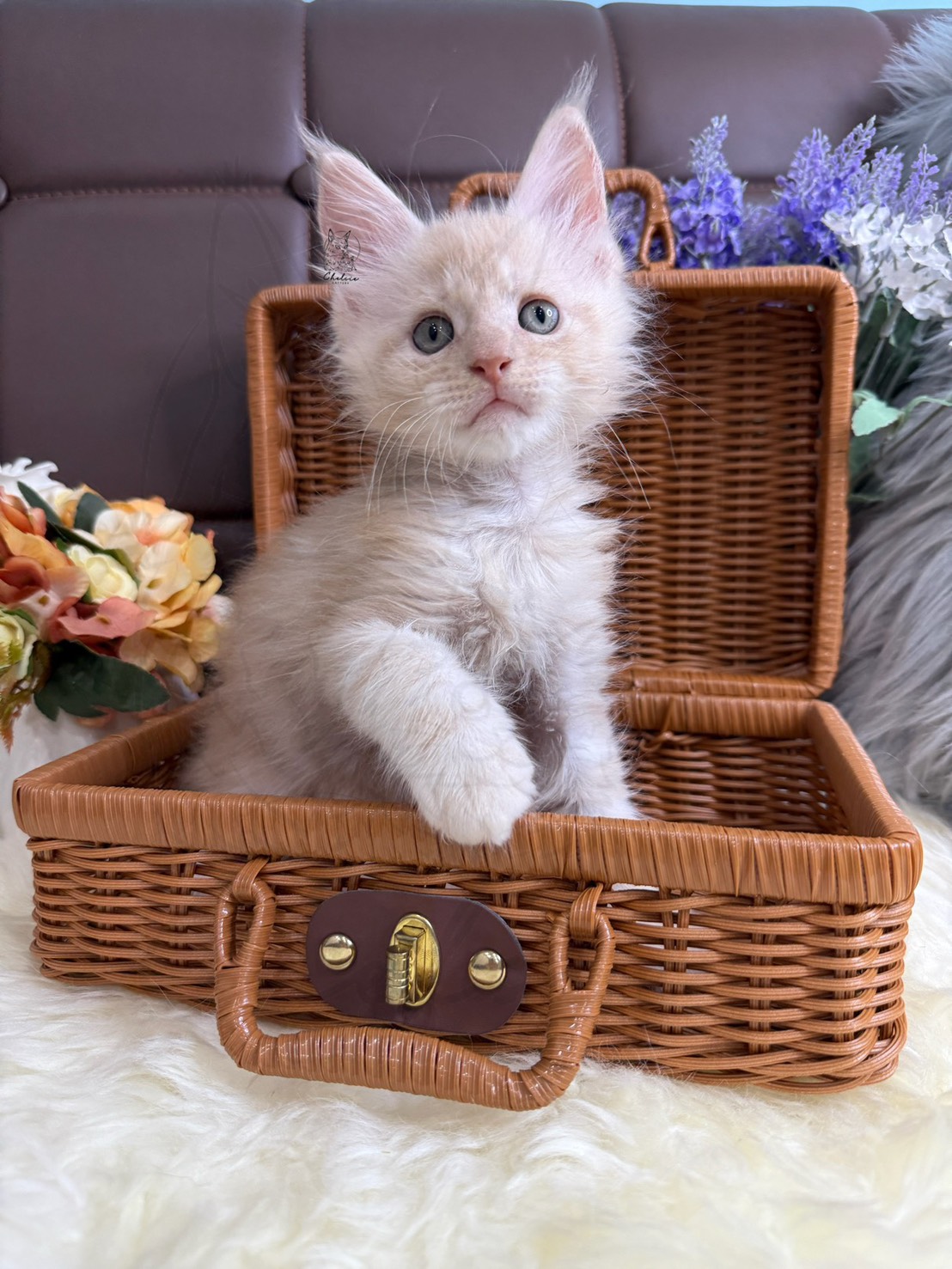 雀而喜貓舍／紅銀虎斑緬因貓