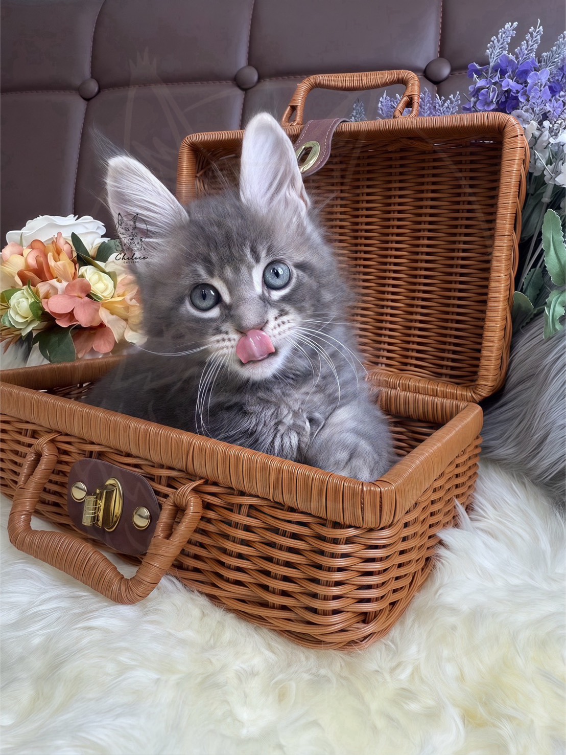 雀而喜貓舍／藍虎斑緬因貓