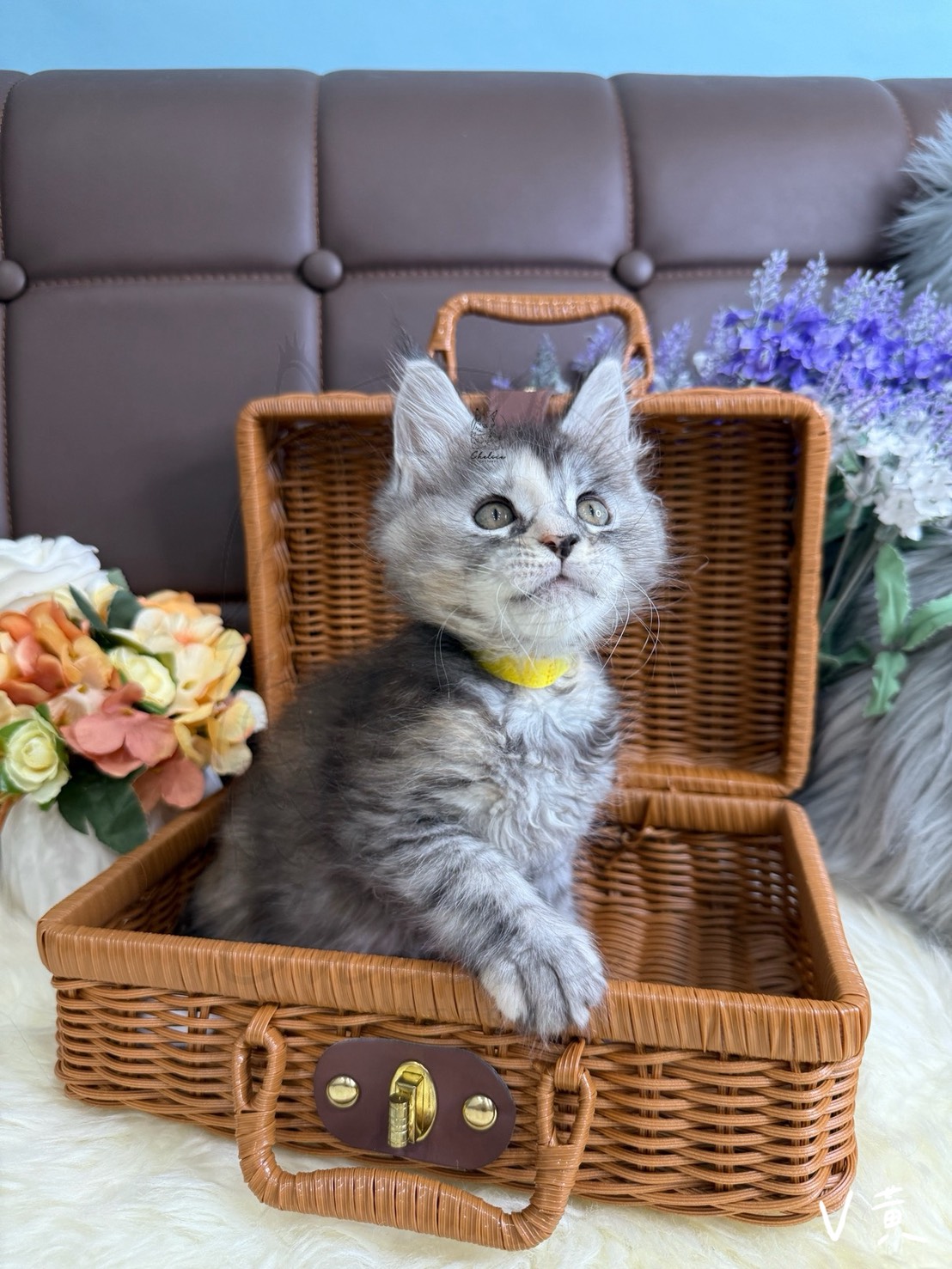 雀而喜貓舍／黑煙玳瑁虎斑緬因貓