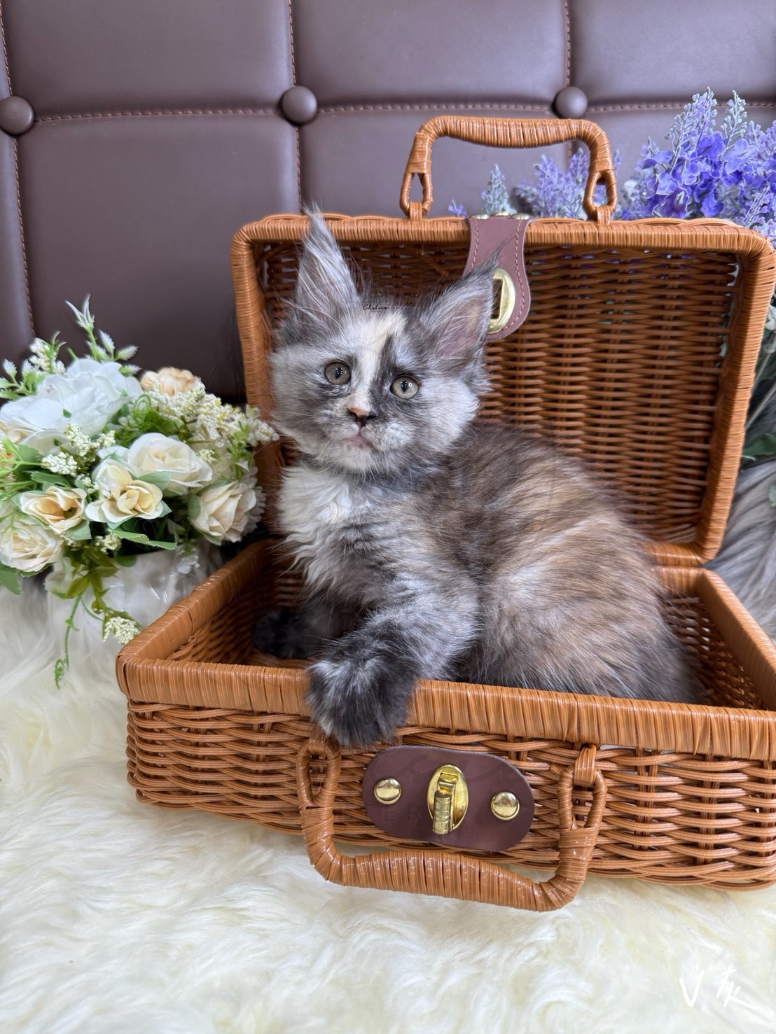 雀而喜貓舍／黑煙玳瑁虎斑緬因貓