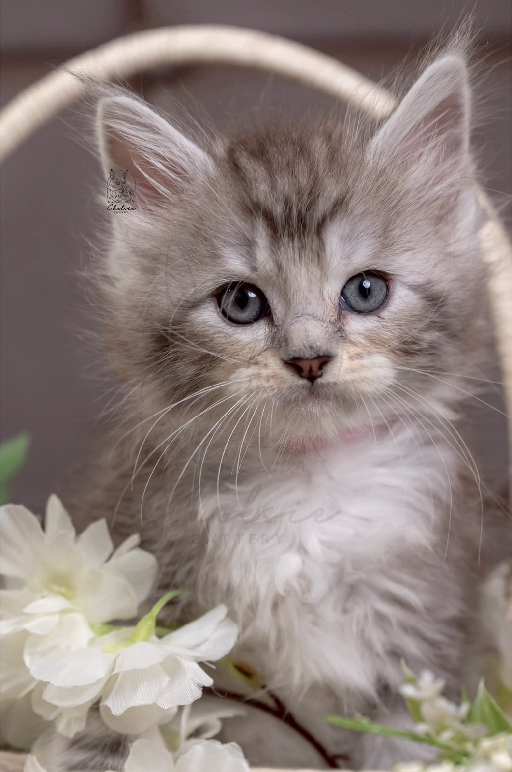 雀而喜貓舍／黑銀虎斑帶白緬因貓