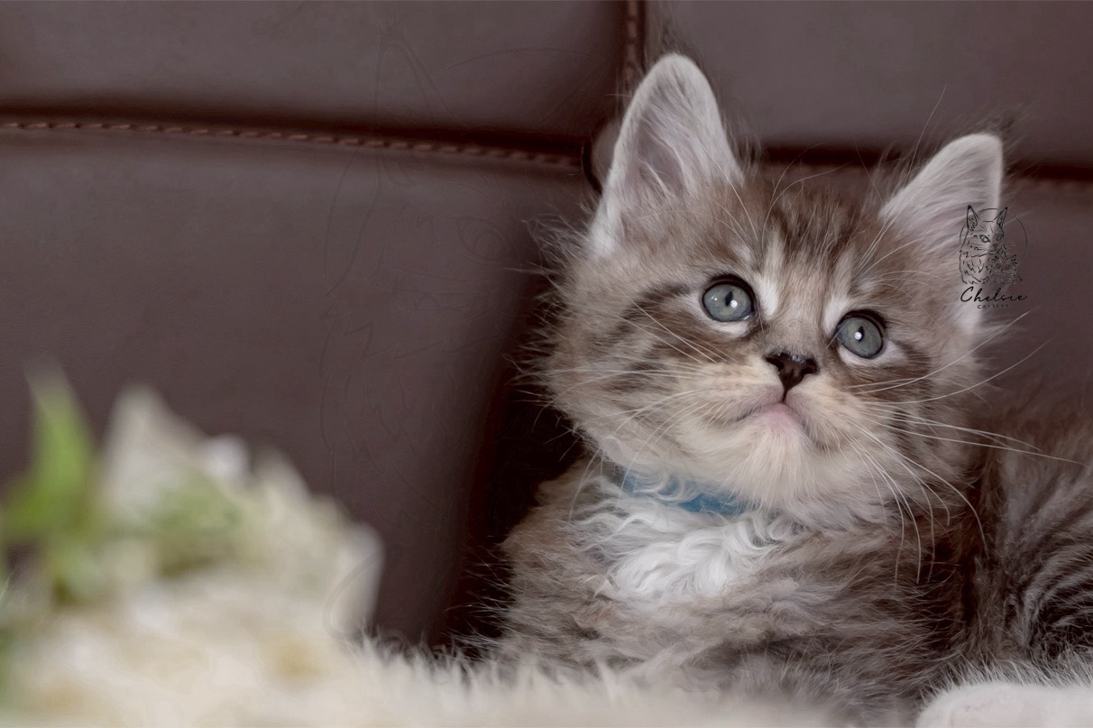 雀而喜貓舍／黑銀魚骨紋帶白緬因貓