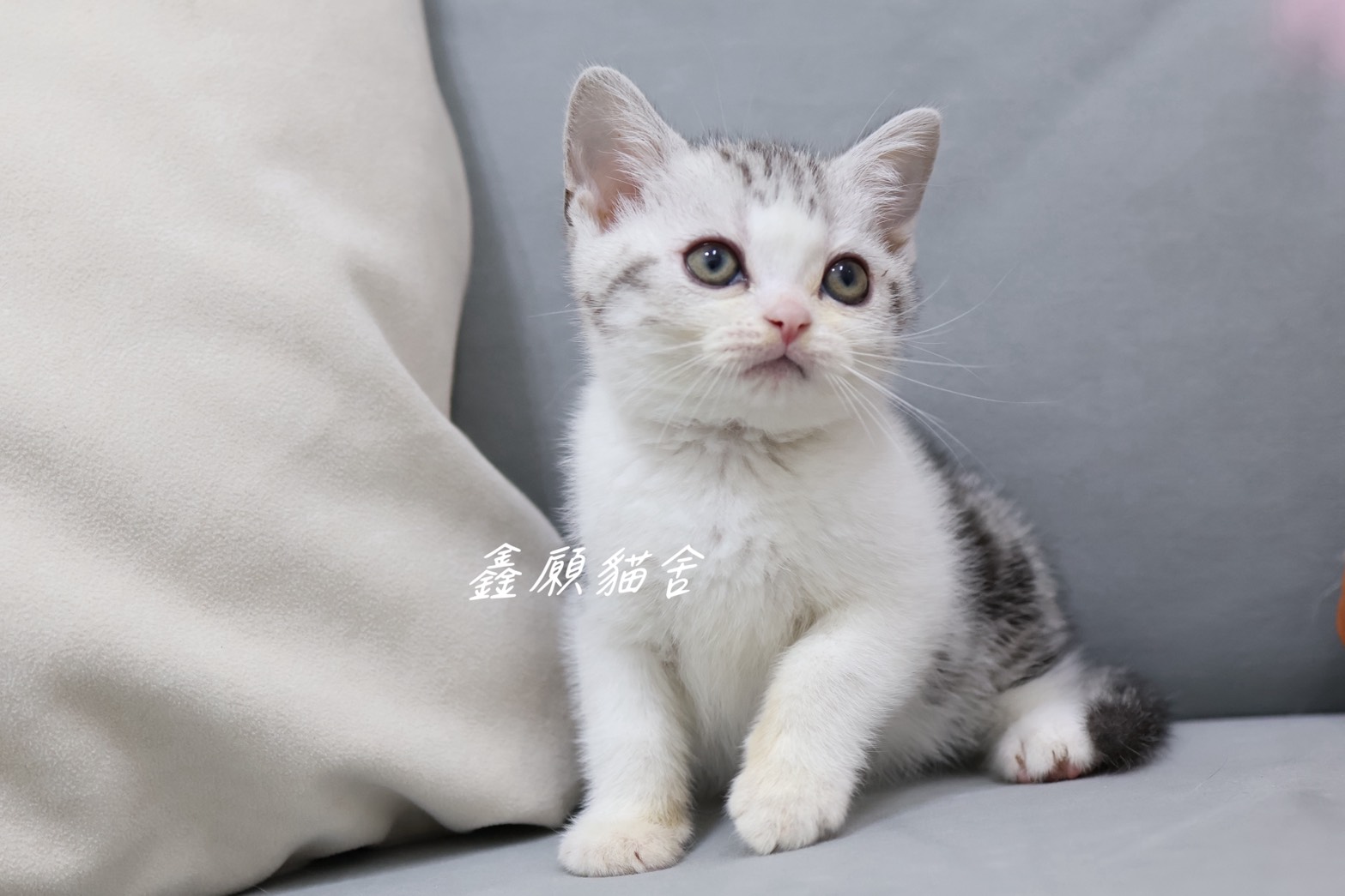鑫願貓舍／銀黑加白美國短毛貓