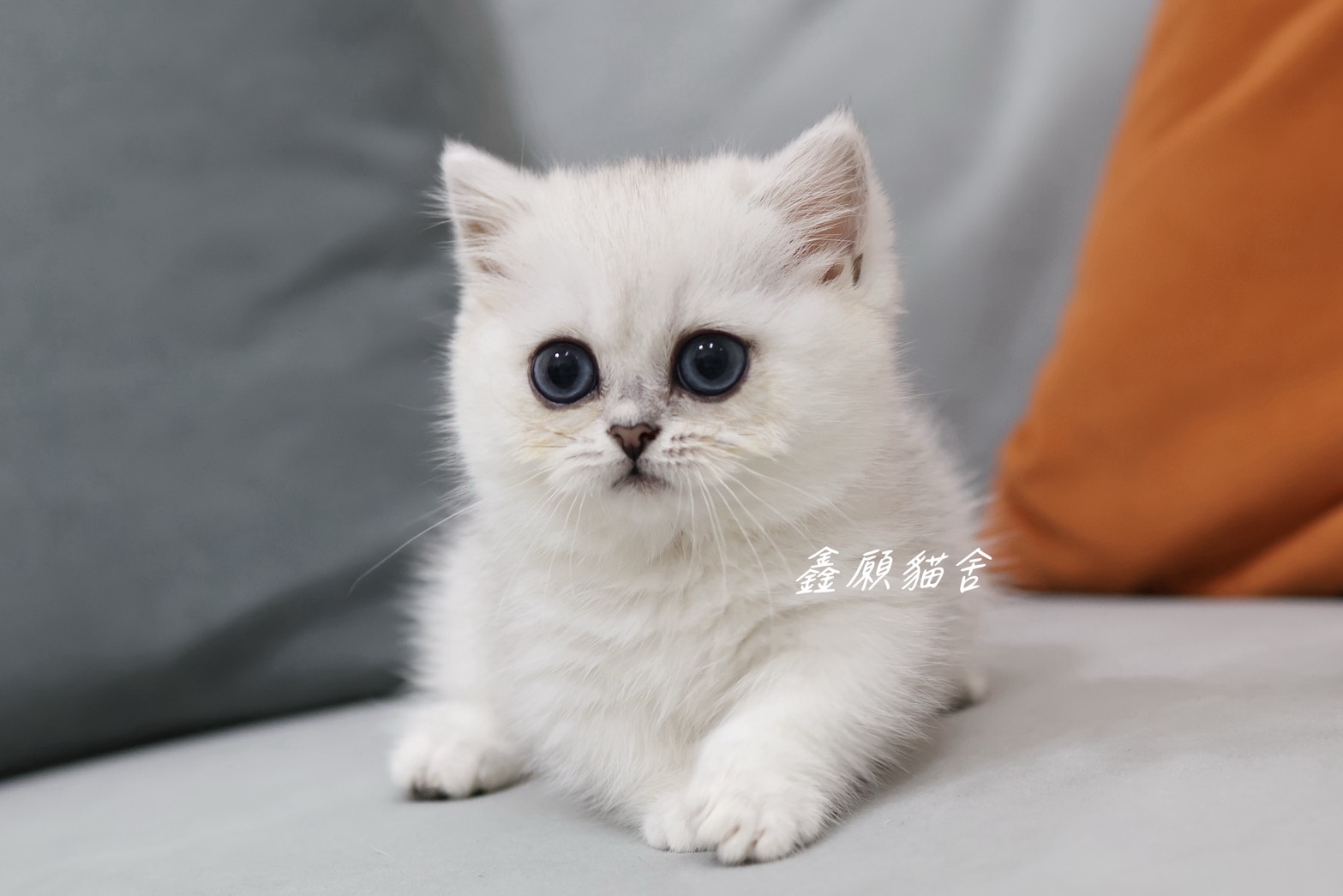 鑫願貓舍／銀漸層曼赤肯