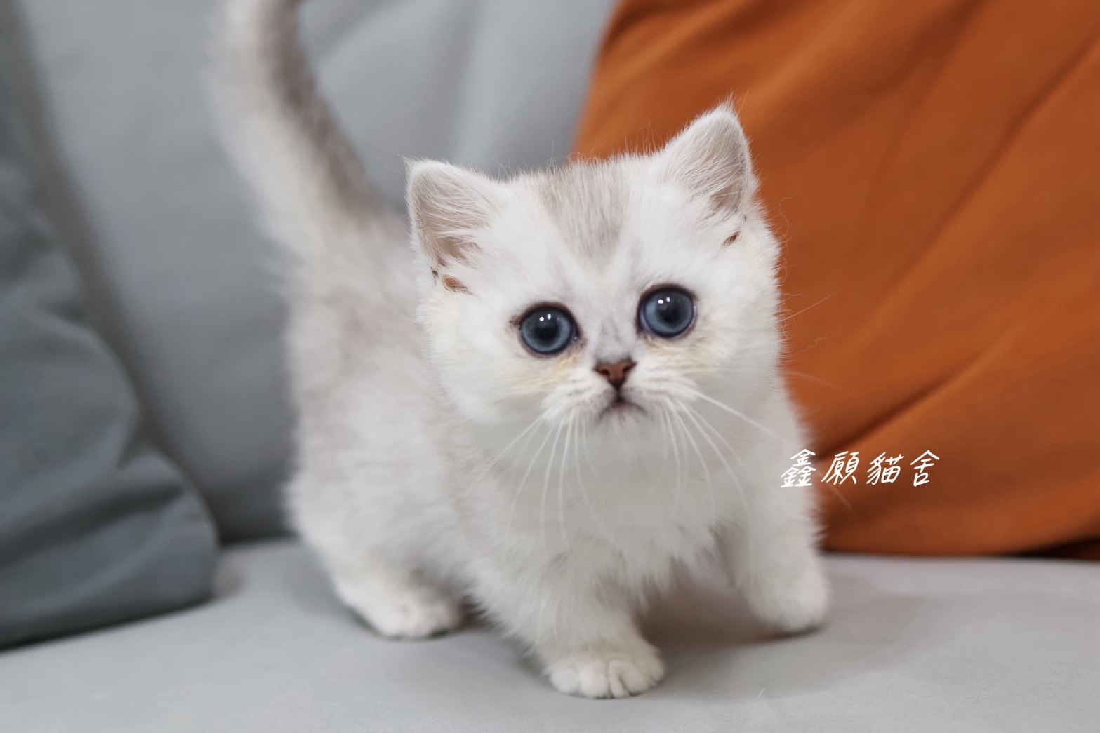 鑫願貓舍／銀漸層曼赤肯