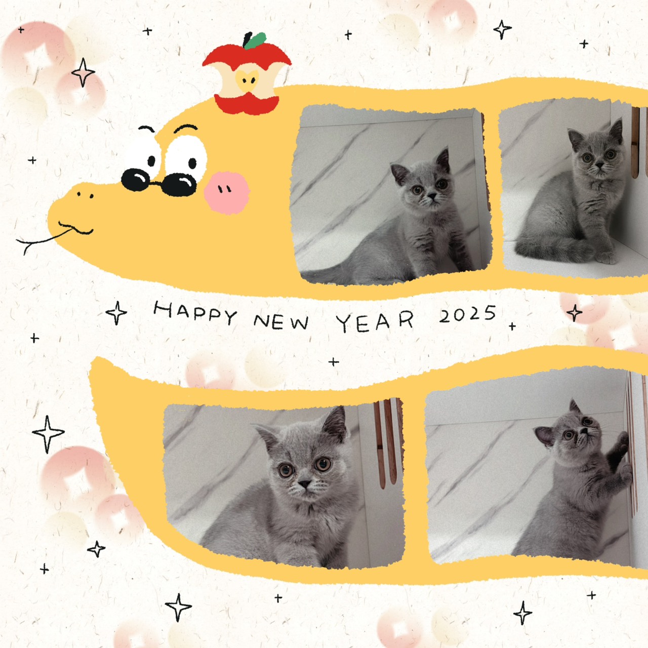 布魯斯貓舍／藍色英國短毛貓