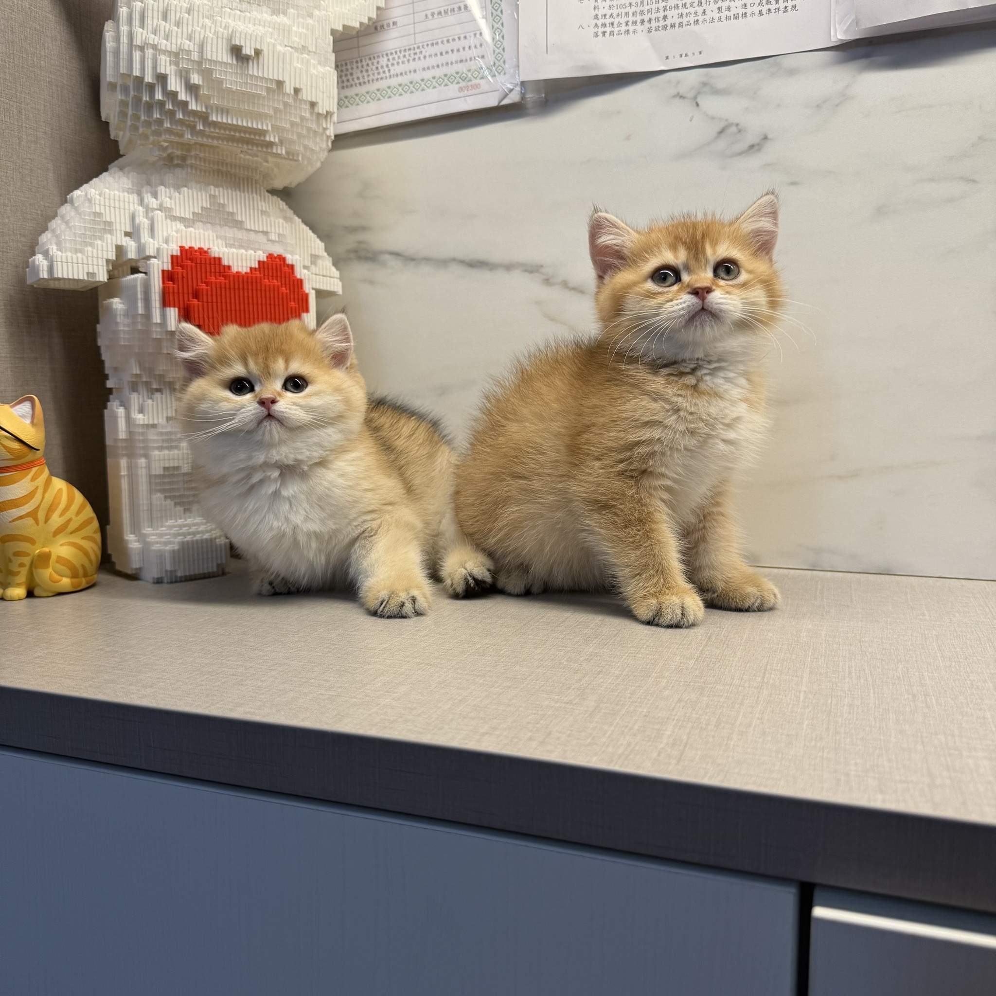 野獸派貓舍／金漸層英國短毛貓