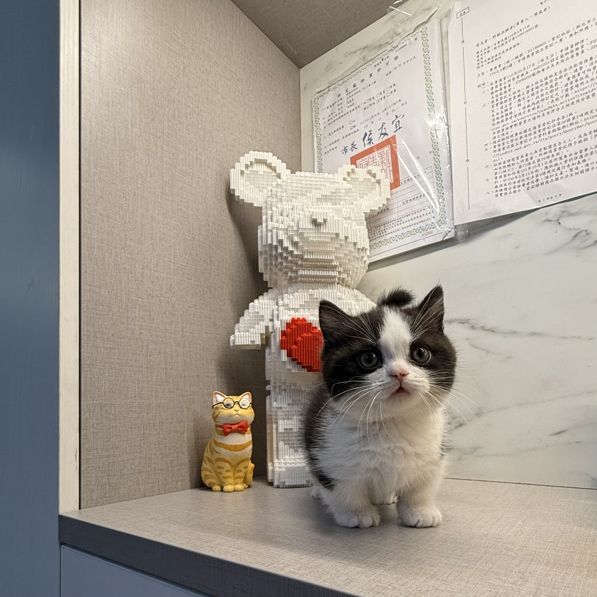 野獸派貓舍／巧克力賓士曼赤肯