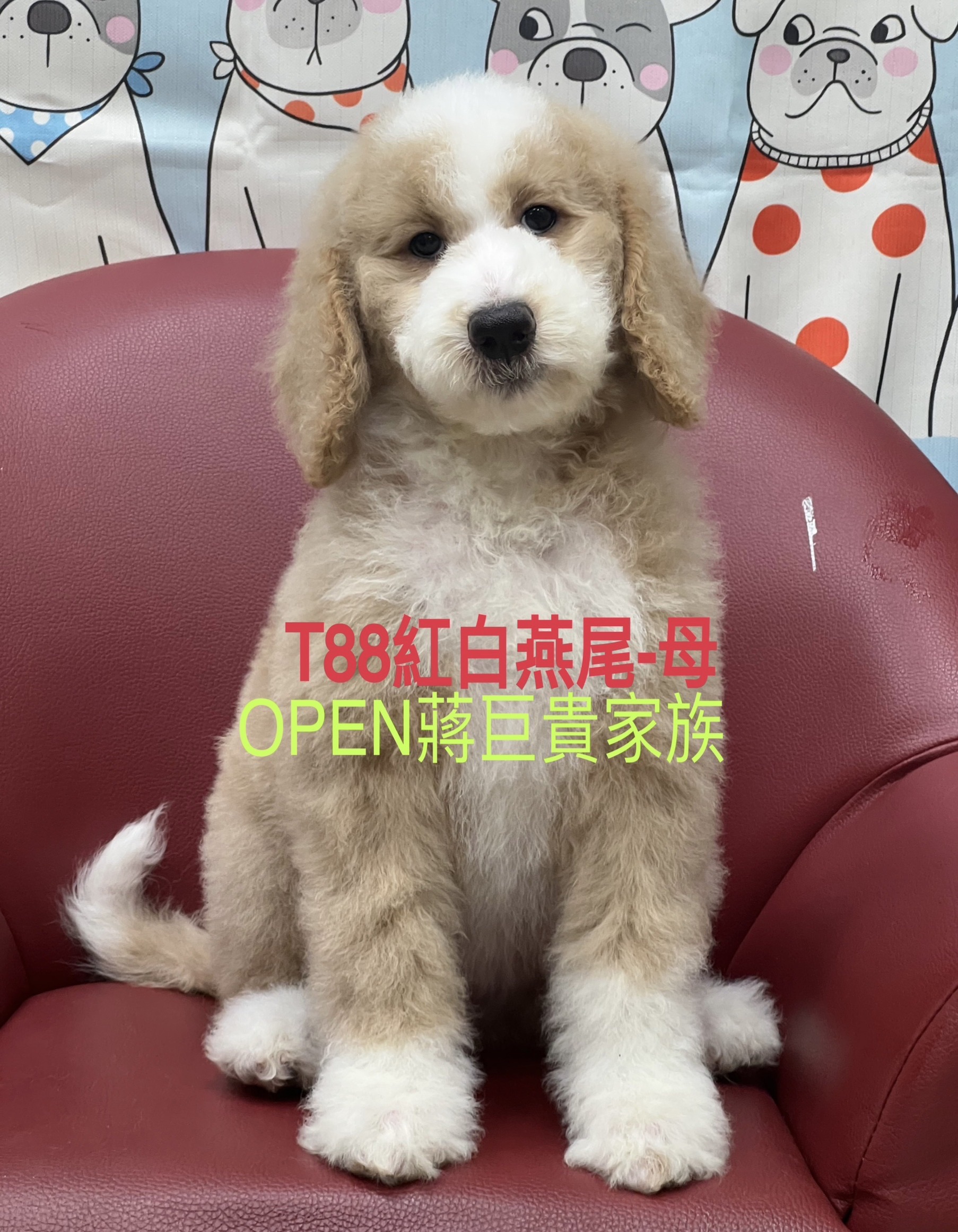 OPEN蔣犬舍／紅白燕尾巨型貴賓