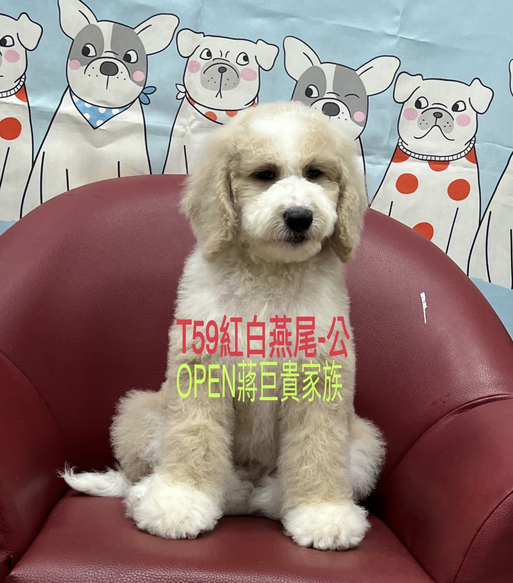OPEN蔣犬舍／紅白燕尾巨型貴賓