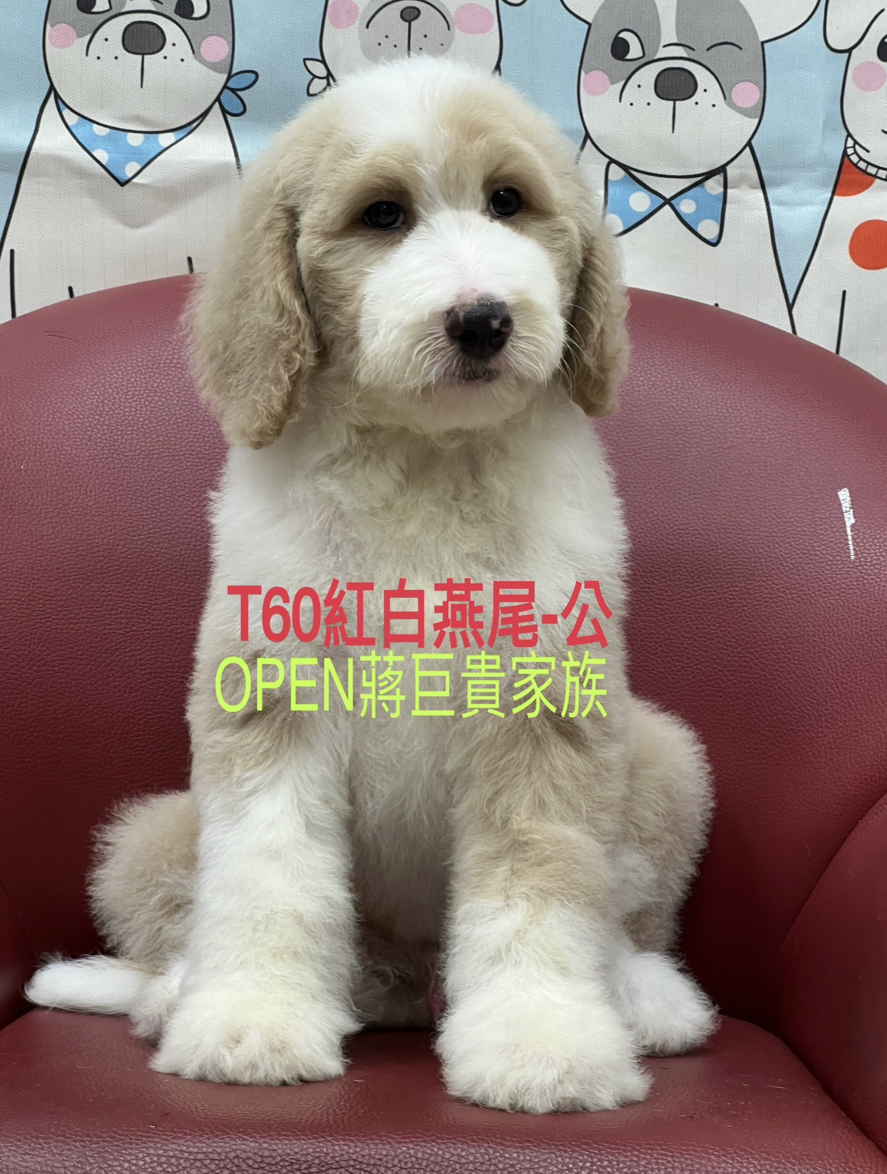 OPEN蔣犬舍／紅白燕尾巨型貴賓