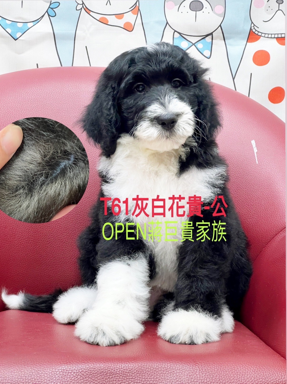 OPEN蔣犬舍／灰白燕尾巨型貴賓