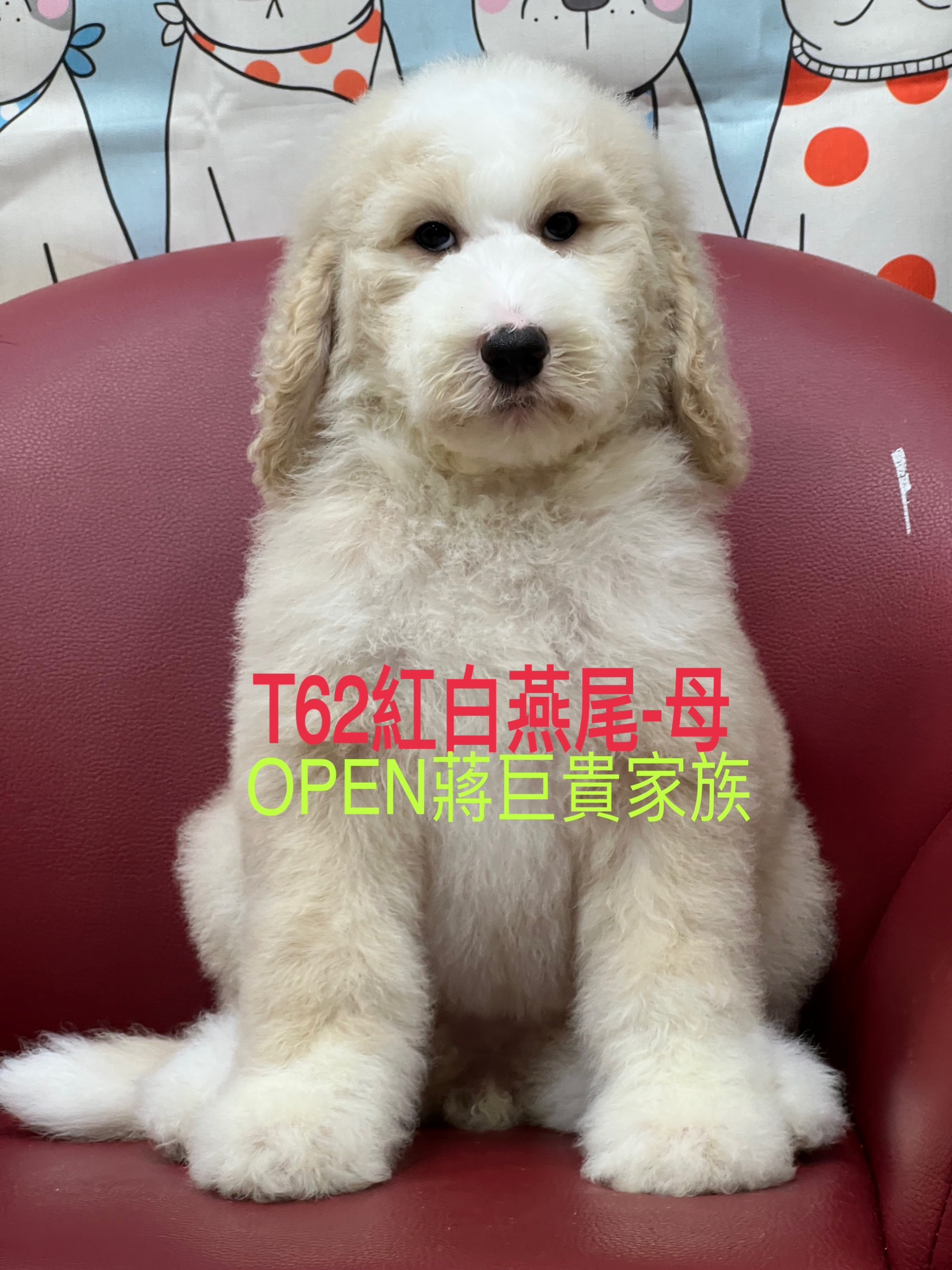 OPEN蔣犬舍／紅白燕尾巨型貴賓
