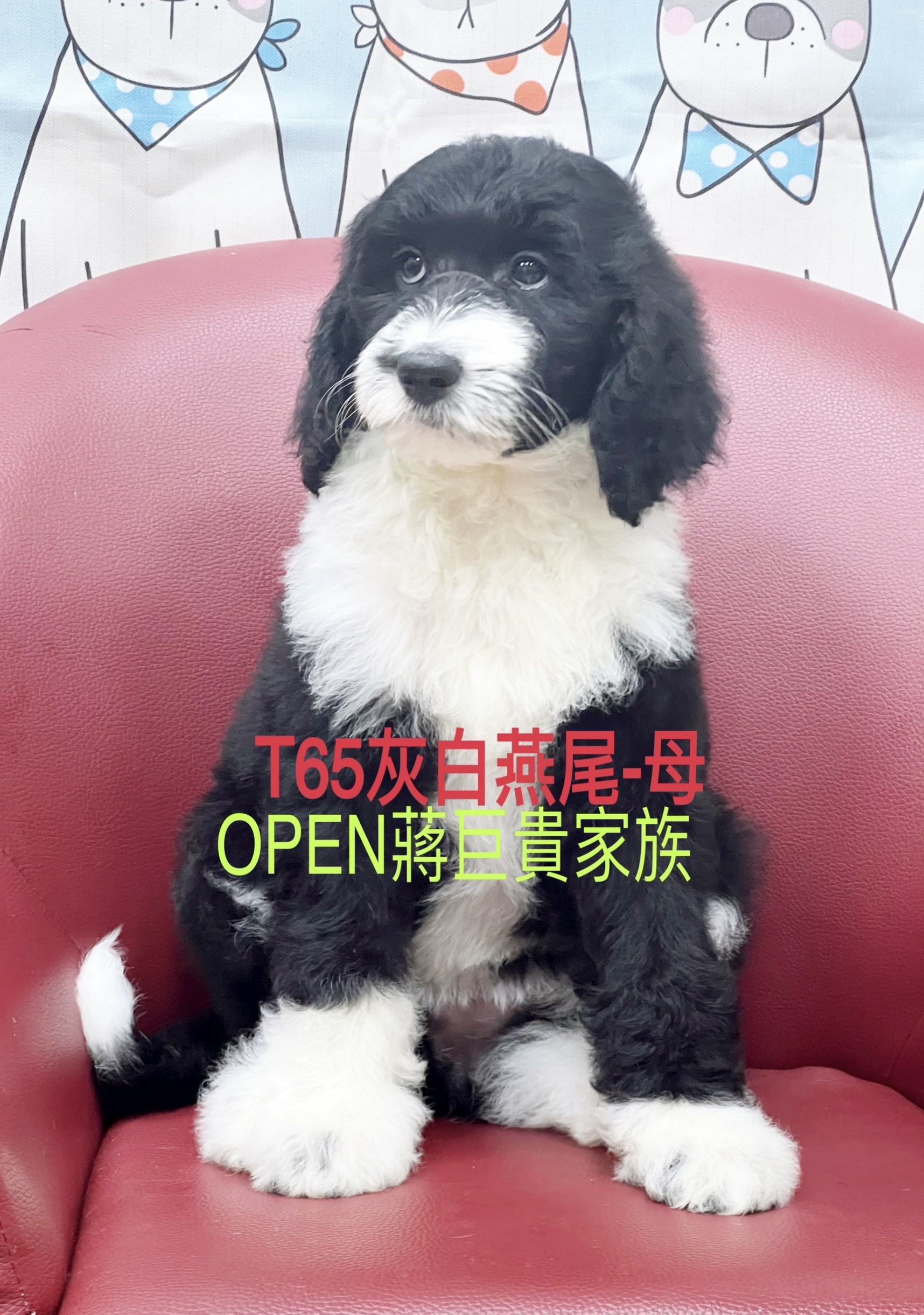 OPEN蔣犬舍／灰白燕尾巨型貴賓