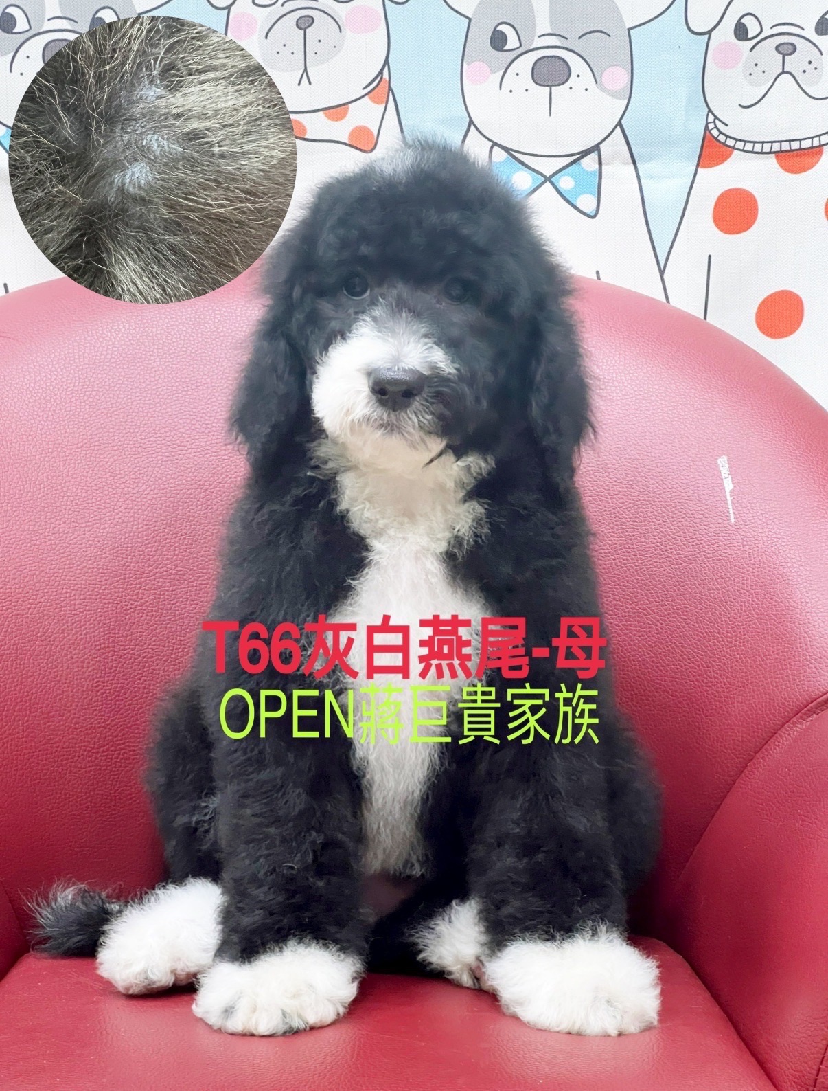 OPEN蔣犬舍／灰白燕尾巨型貴賓