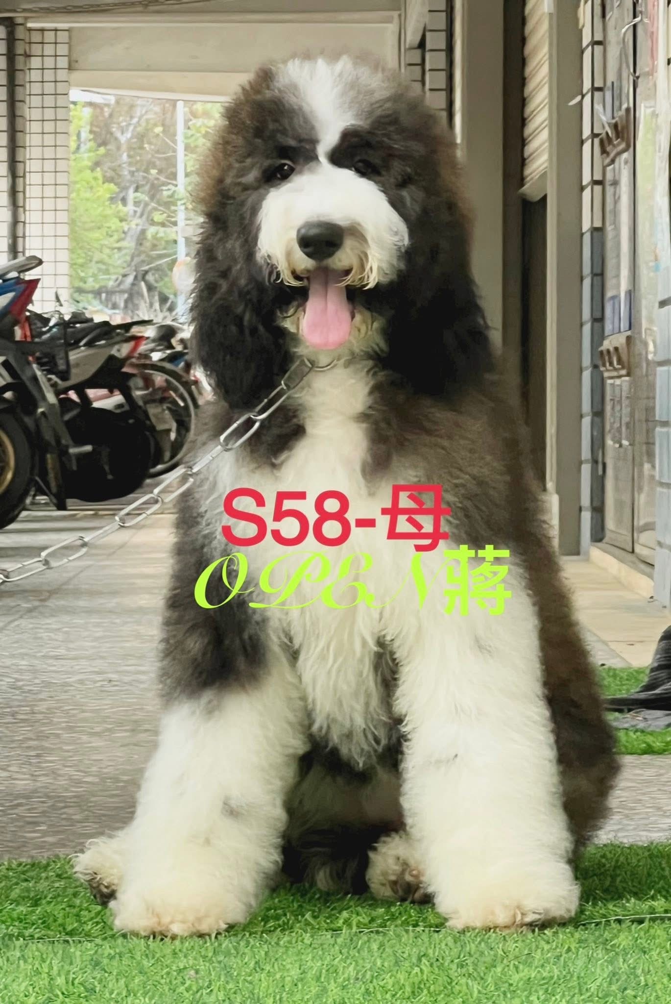 OPEN蔣犬舍／灰白燕尾巨型貴賓