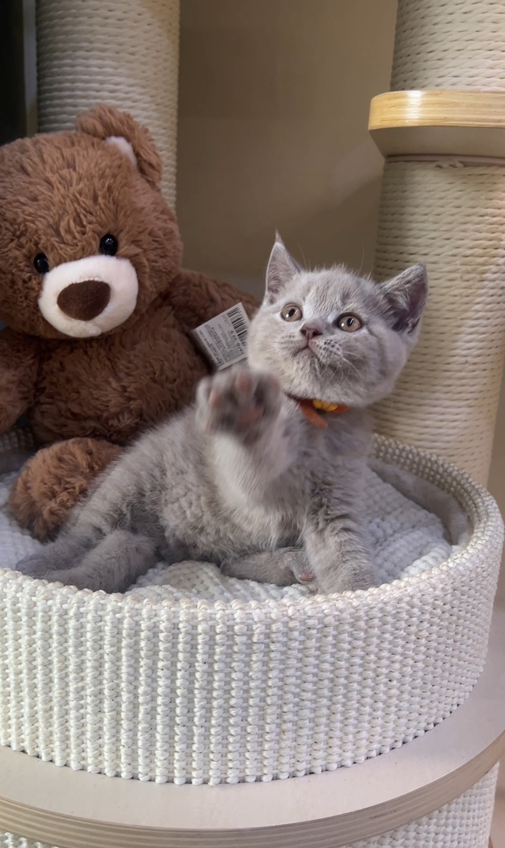 天使貓園／紫丁香英國短毛貓