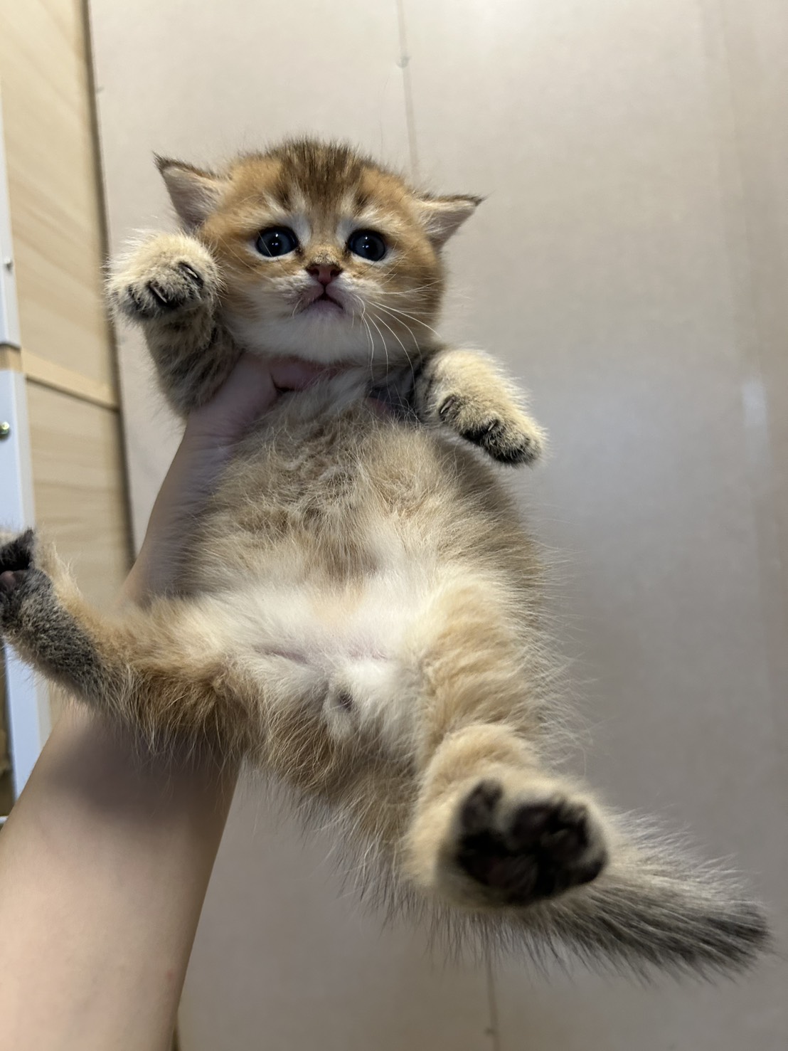 米米亞貓舍／金漸層英國短毛貓