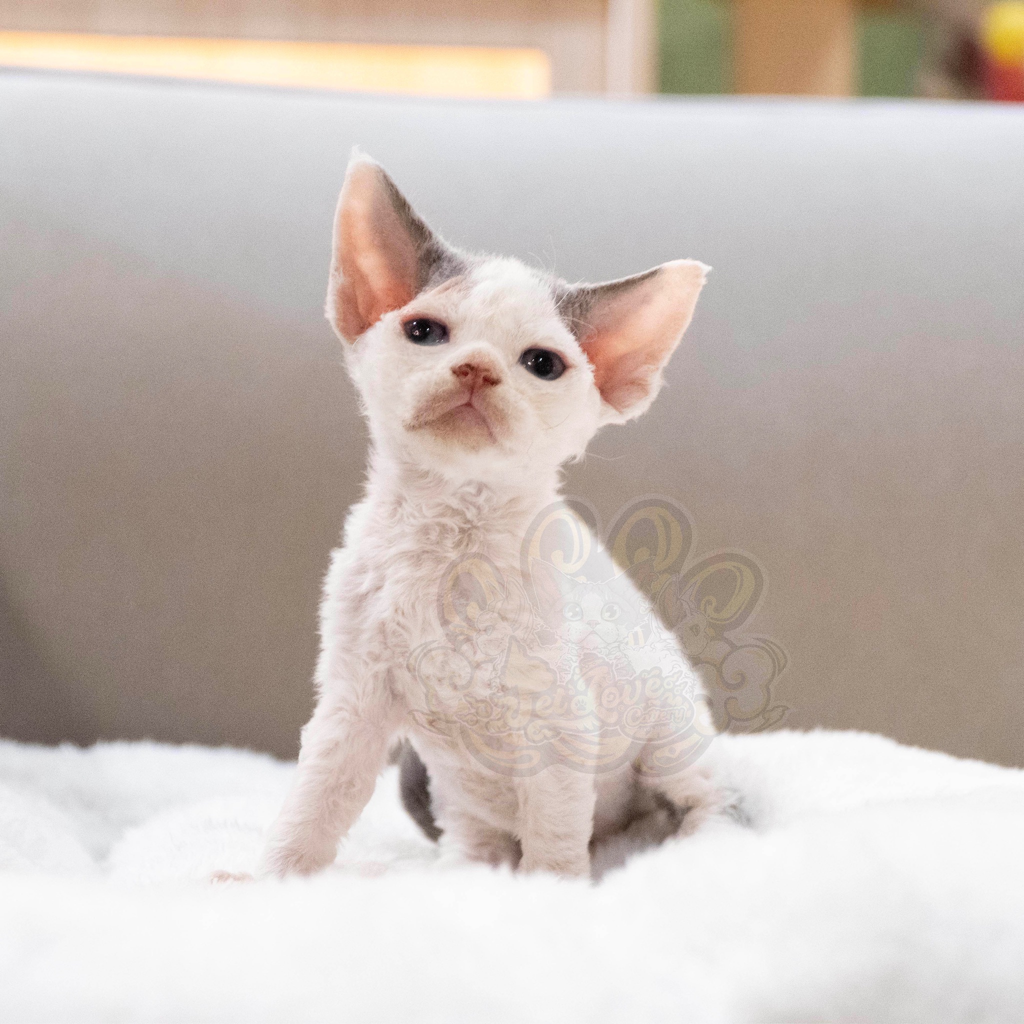 寵愛貓舍／藍白色德文捲毛貓