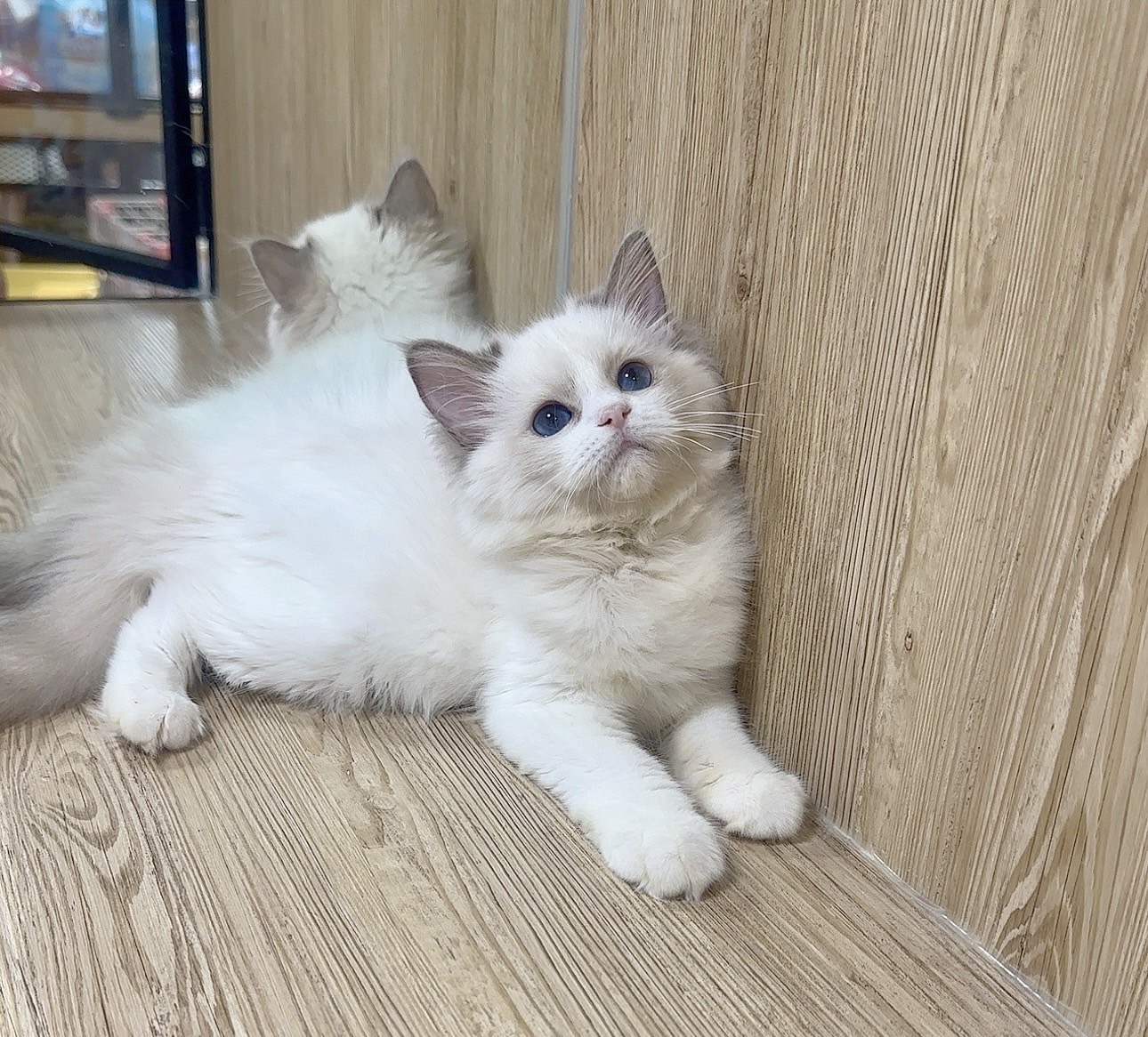 喜得貓社／藍雙布偶貓